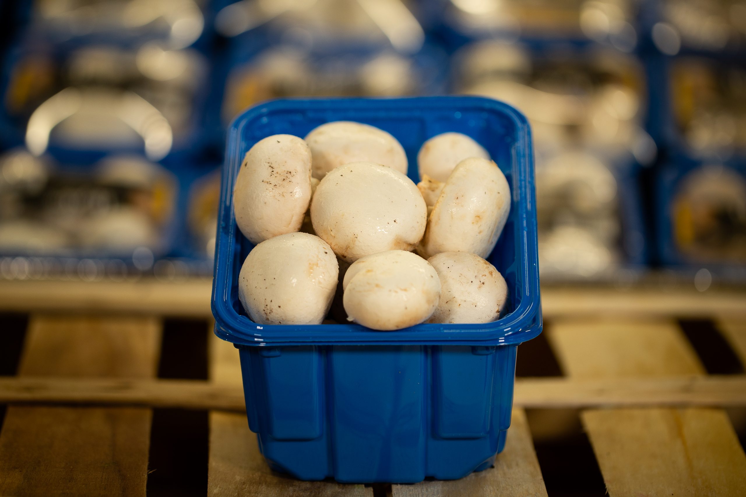 champignon