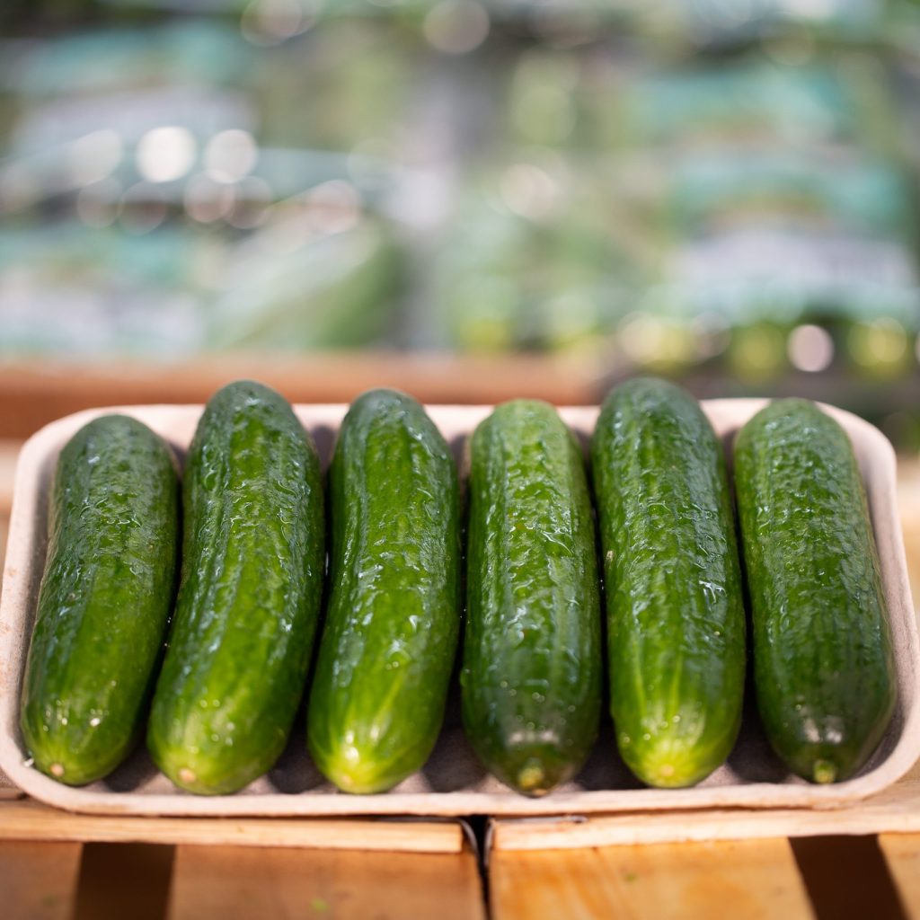 concombre-libanais