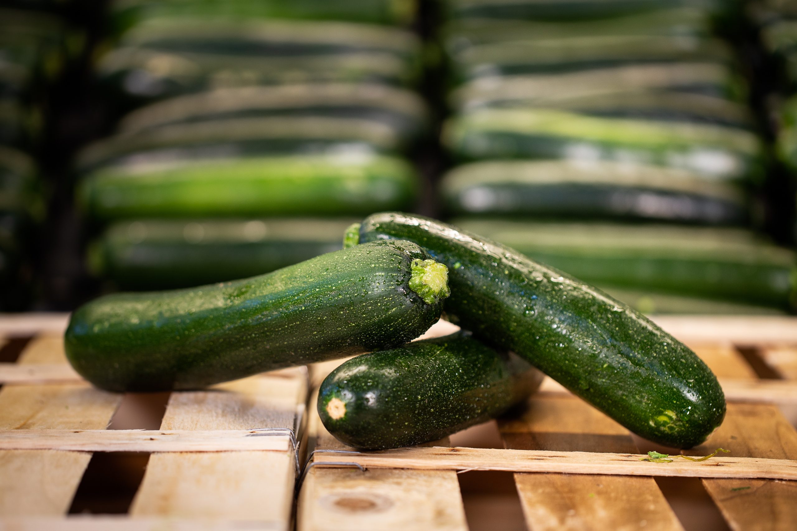 courgette-verte