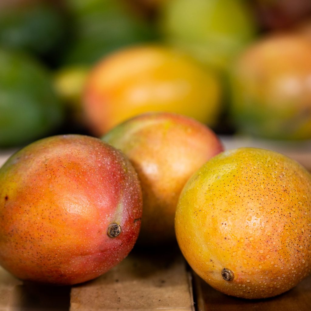 mangue-rouge