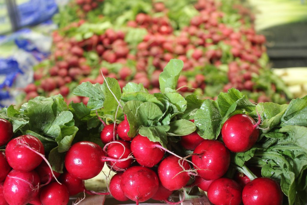 radis-en-feuille